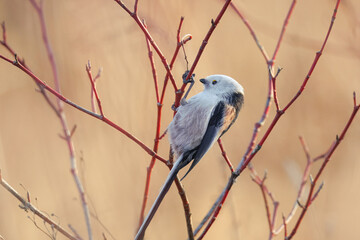 A long-tailed tit holds onto the bush's leafless branches perpendicular to the camera lens on a sunny winter day.