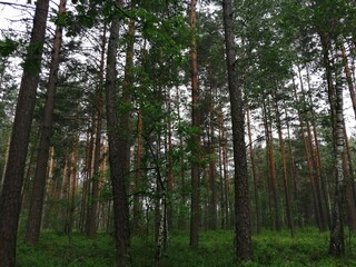 trees in the woods