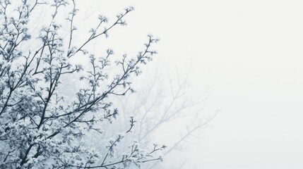 Frosty branches in a winter fog