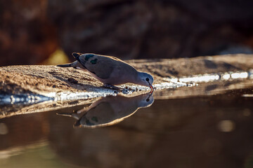 Emerald spotted Wood-Dove drinking backlit in waterhole with reflection in Greater Kruger National park, South Africa ; Specie Turtur chalcospilos family of Columbidae