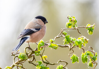 goudvink vrouw, eurasian bullfinch female, pyrrhula pyrrhula