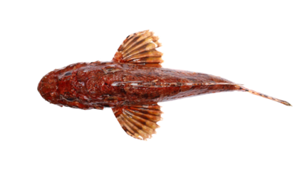 Red scorpionfish, bigscale scorpionfish, Scorpaena scrofa, isolated on white, top view, Adriatic sea
