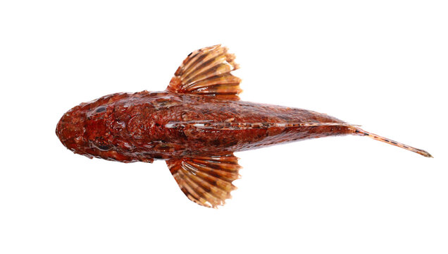 Red scorpionfish, bigscale scorpionfish, Scorpaena scrofa, isolated on white, top view, Adriatic sea
