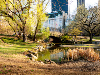 Obraz premium Relaxing by the serene pond in a city park surrounded by spring foliage during late afternoon.
