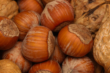 A close-up of forest hazelnuts, showing the textured shells and intricate details of the nuts. The hazelnuts are nestled in their soft, green husks, with fine, natural fibers and leaves surrounding th