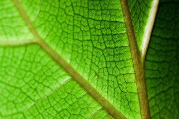 A macro close-up of a leaf, revealing its intricate vein structure and detailed texture. The fine veins form a delicate network across the surface, showcasing the leaf’s natural patterns and vibrant g