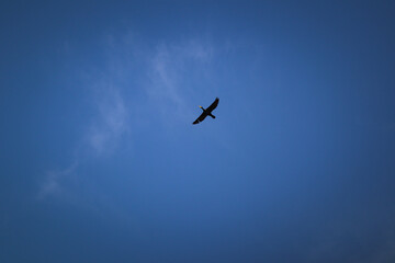 A bird soaring high in the sky, its wings outstretched against a backdrop of soft, fluffy clouds and a clear blue sky. The bird is captured mid-flight, gliding effortlessly through the open air