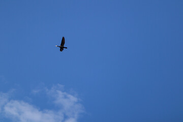 A bird soaring high in the sky, its wings outstretched against a backdrop of soft, fluffy clouds and a clear blue sky. The bird is captured mid-flight, gliding effortlessly through the open air