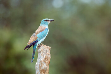 Fototapeta premium European Roller standing on a pole isolated in natural background in Greater Kruger National park, South Africa ; Specie Coracias garrulus family of Coraciidae