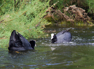 Folaga (Fulica atra). Lago di Baratz, Sassari, Sardegna. Italy