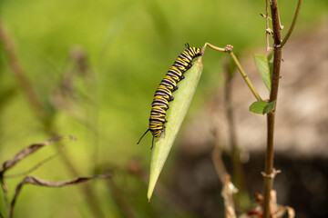A close-up of a caterpillar resting on a tree branch, with its soft, segmented body and vibrant green or striped pattern. The leaves around it add a natural backdrop, emphasizing the caterpillar's del