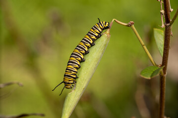 A close-up of a caterpillar resting on a tree branch, with its soft, segmented body and vibrant green or striped pattern. The leaves around it add a natural backdrop, emphasizing the caterpillar's del