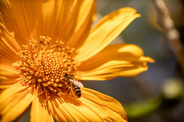 A close-up of a bee perched on a vibrant flower, collecting nectar. The intricate details of the bee’s fuzzy body, delicate wings, and pollen-covered legs are visible against the colorful petals