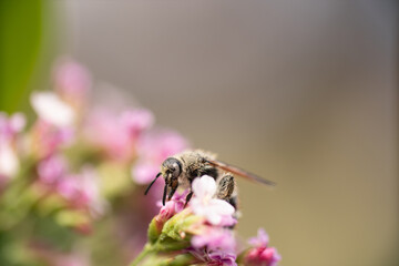 A close-up of a bee perched on a vibrant flower, collecting nectar. The intricate details of the bee’s fuzzy body, delicate wings, and pollen-covered legs are visible against the colorful petals