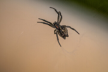 A close-up of a spider showcasing intricate details of its body, legs, and web. The spider's delicate hairs, multiple eyes, and unique patterns are visible, highlighting its natural beauty and complex