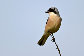 Schwarzstirnwürger // Lesser grey shrike (Lanius minor)