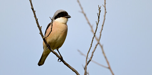 Lesser grey shrike // Schwarzstirnwürger (Lanius minor)