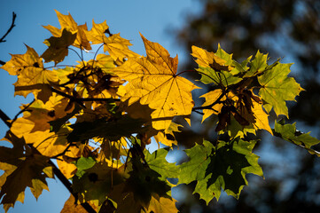 Jesienne liście w górach.