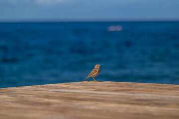 A small bird perched delicately, with its vibrant feathers and sharp features in focus, while the background is artistically blurred, creating a soft, dreamy effect that highlights the bird’s natural 