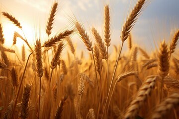 Fototapeta premium Golden wheat field swaying in the gentle breeze of a beautiful sunset, creating a serene agricultural landscape