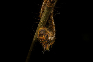A close-up of a caterpillar resting on a tree branch, with its soft, segmented body and vibrant green or striped pattern. The leaves around it add a natural backdrop, emphasizing the caterpillar's del