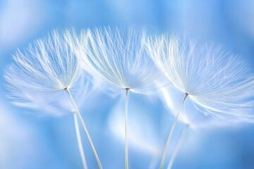 Three delicate dandelion seed heads against a soft blue background.