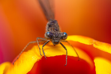 A close-up of a dragonfly, highlighting its delicate wings, sharp eyes, and intricate body details....