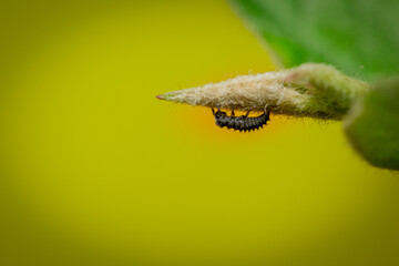 A close-up of a spider showcasing intricate details of its body, legs, and web. The spider's delicate hairs, multiple eyes, and unique patterns are visible, highlighting its natural beauty and complex