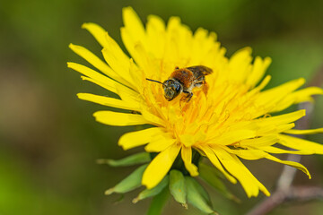 A close-up of a bee perched on a vibrant flower, collecting nectar. The intricate details of the bee’s fuzzy body, delicate wings, and pollen-covered legs are visible against the colorful petals