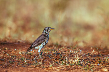 Groundscraper Thrush in Kruger National park, South Africa ; Specie Turdus litsitsirupa family of  Turdidae