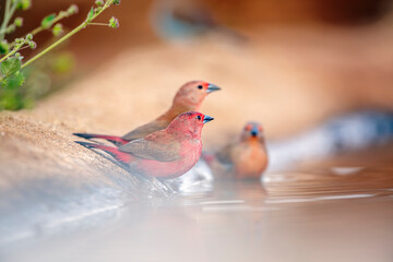 Trio of Jameson Firefinch male and female bathing in waterhole in Greater Kruger National park, South Africa ; Specie Lagonosticta rhodopareia family of Estrildidae