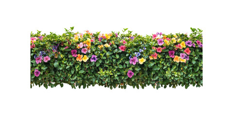 Colorful blooming hedge with green foliage isolated on transparent background