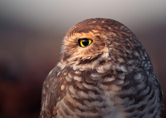 Portrait of an owl looking at the sunset. The background is blurred and in soft tones. The owl is on its side, showing half of its body.