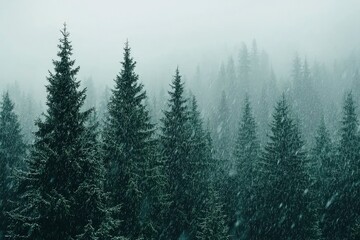 Fototapeta premium Snow Falling on a Dark Evergreen Forest