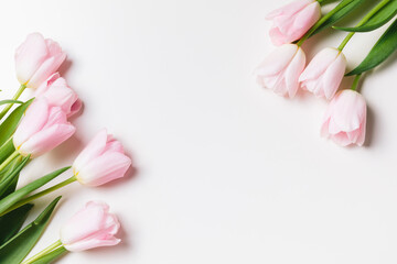 Light pink blooming tulips flowers over white background. Spring holiday banner, frame, border,...