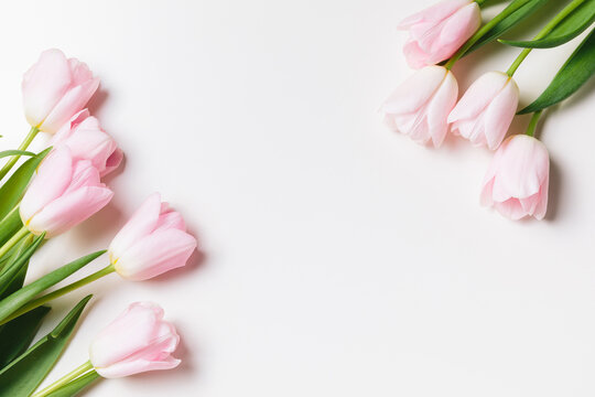 Light pink blooming tulips flowers over white background. Spring holiday banner, frame, border, happy easter card, mothers day, international womans day. Flat lay, top view, copy space
