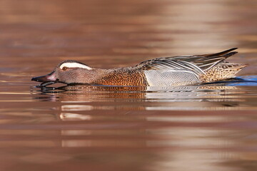 Garganey, Spatula querquedula, Czech republic