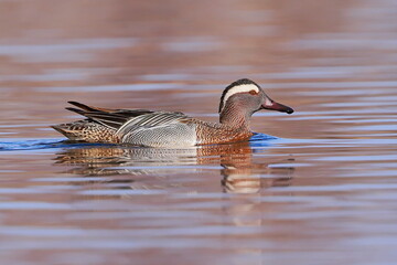 Garganey, Spatula querquedula, Czech republic