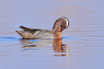 Garganey, Spatula querquedula, Czech republic