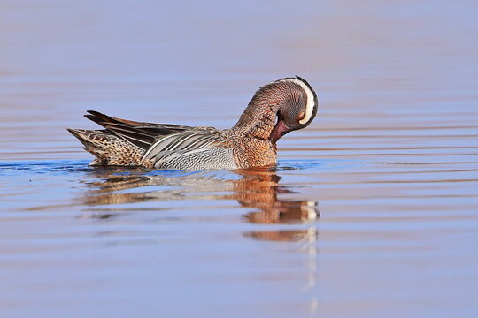 Garganey, Spatula querquedula, Czech republic