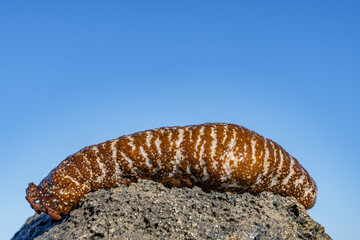 Actinopyga varians, the Pacific white-spotted sea cucumber or Hawaiian sea cucumber, is a species of sea cucumber in the family Holothuriidae. Makapuu Beach Park, Honolulu Oahu Hawaii.  
