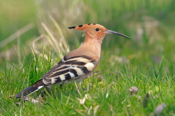Eurasian hoopoe, Upupa epops, Czech republic