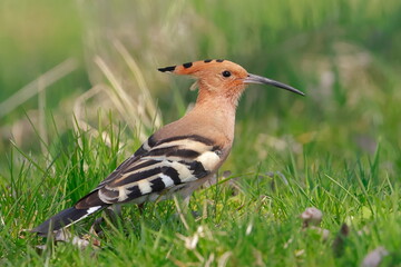 Eurasian hoopoe, Upupa epops, Czech republic