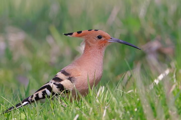 Eurasian hoopoe, Upupa epops, Czech republic