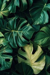 Lush Green Tropical Monstera Leaves Background
