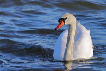 Naklejka premium Mute swan, Cygnus olor, Czech republic