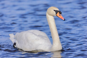 Mute swan, Cygnus olor, Czech republic