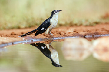 Pied Cuckoo along waterhole with reflection in Greater Kruger National park, South Africa ; Specie Clamator jacobinus family of Cuculidae