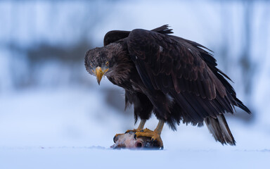 white tailed eagle 
