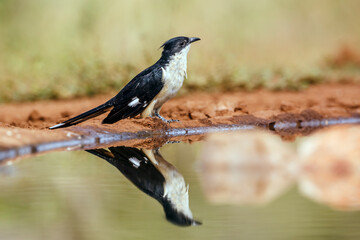 Pied Cuckoo along waterhole with reflection in Greater Kruger National park, South Africa ; Specie Clamator jacobinus family of Cuculidae